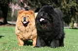 CHOW CHOW 615